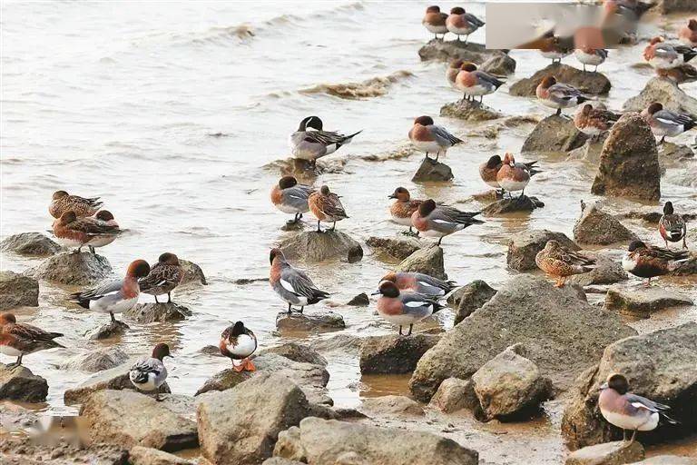 “護(hù)鳥心切”超暖心！深圳各大海濱公園為候鳥關(guān)燈引網(wǎng)友點(diǎn)贊（圖說：越冬的候鳥在深圳灣公園棲息）.jpeg
